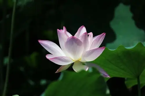 映日荷花别样红