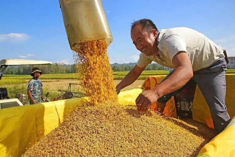城固:又是一个丰收年_陕西农村网