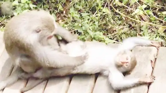 母猴帮公猴子抓虱子,抓着抓着就开始不着调了,镜头拍下全过程