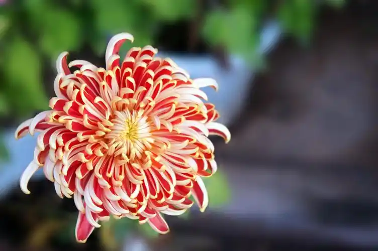 各种颜色的菊花图片菊花花卉鲜花花朵