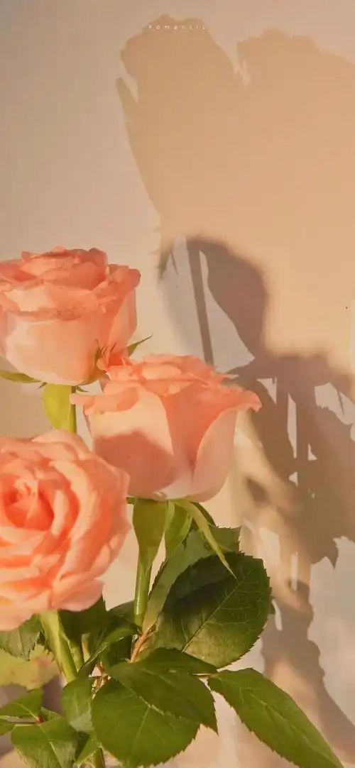 有适合做手机壁纸的无水印唯美图片吗?