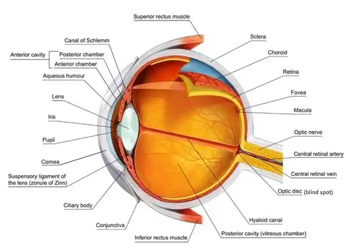 structure of human eye