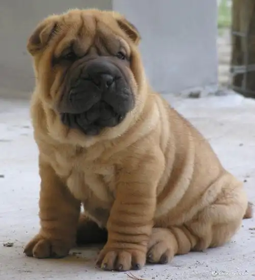 沙皮犬,英文名 sharpei,产于中国广东南海大沥镇一带,是世界名种斗狗