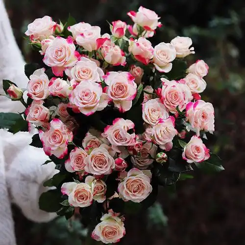 b级折射玫瑰花多头小玫瑰泡泡鲜花云南直发昆明直批基地斗南花市