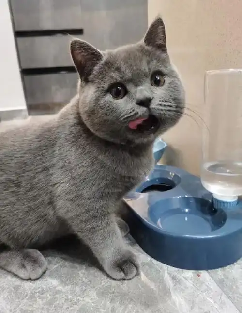 假如猫咪发腮有段位#5个月的小蓝猫,已经发腮成这样了