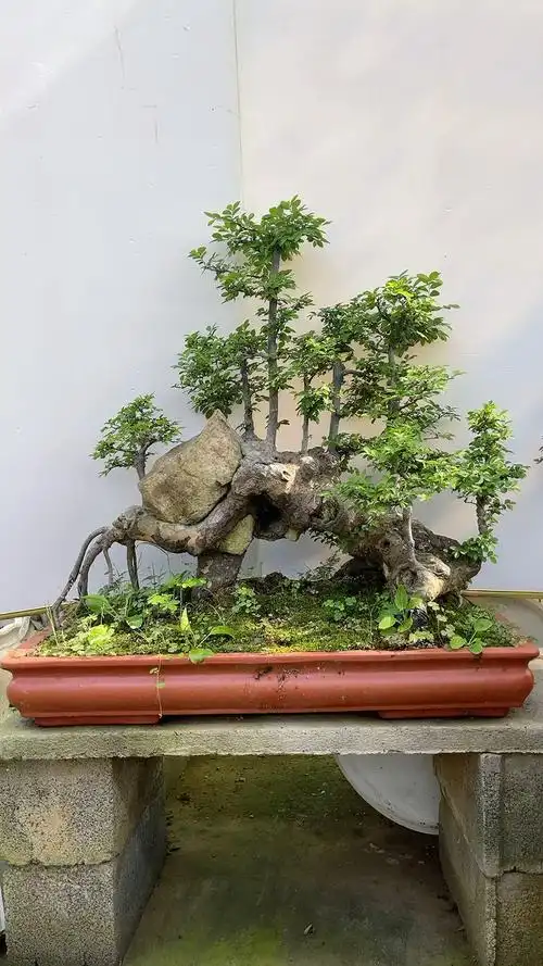 过桥连体榆树盆景时来运转年年有余