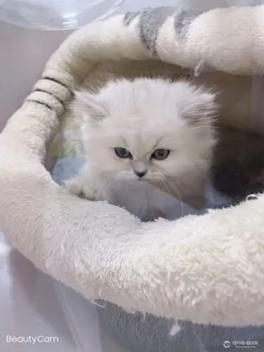 金吉拉折耳猫找家长