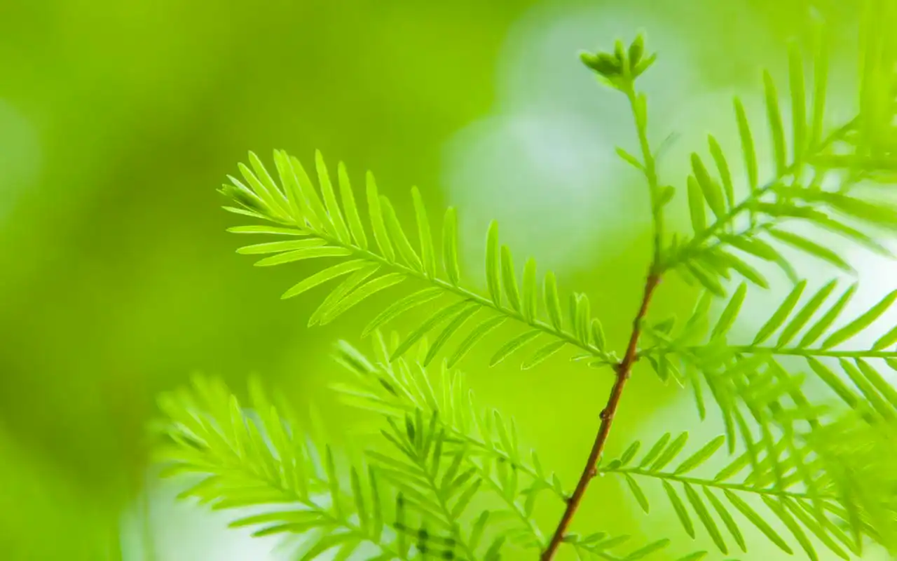 小清新养眼的绿色植物护眼桌面壁纸高清 第二辑