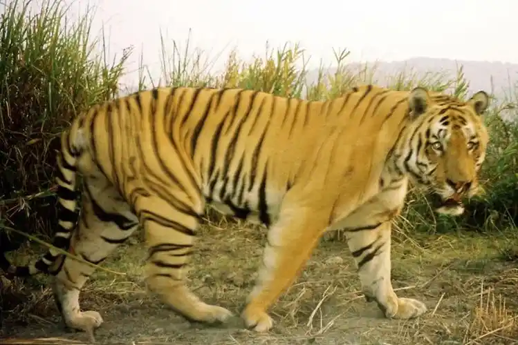 卡齐兰加的老虎图集领略下全世界最大的野生大猫种群上