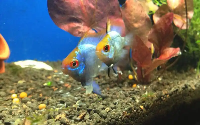 宝蓝凤凰阿凡达