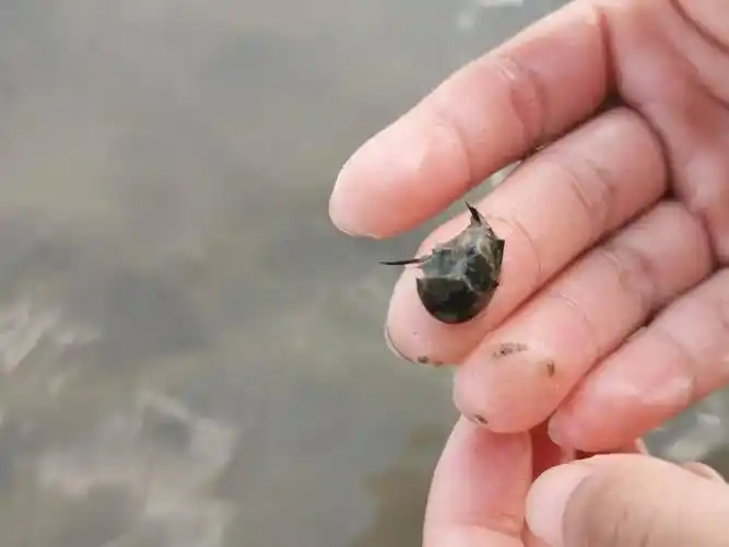 幼年鲎08ck队员们翻看渔网中是否有误捕的鲎08ck遗憾的是,我们