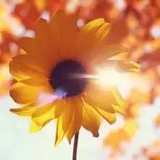 个性头像可爱心形及花草唯美意境微信头像