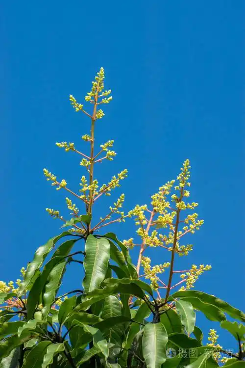 有蓝天的芒果花