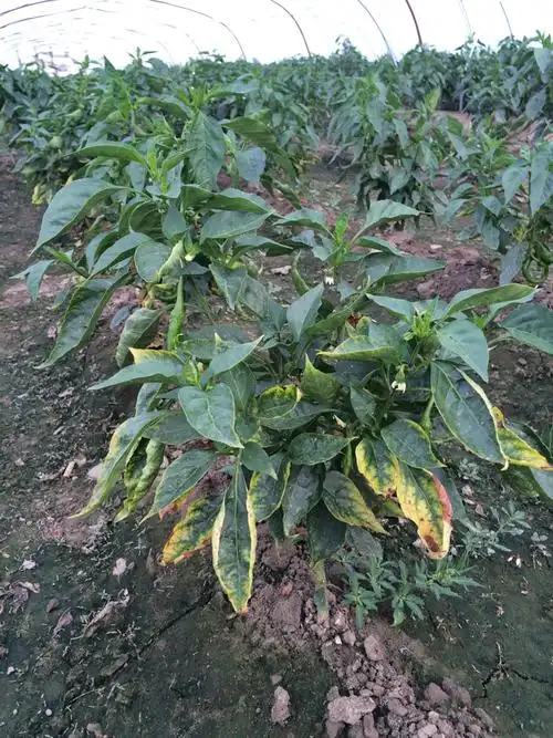 请问各位专家,我家这个辣椒下面一直黄叶是怎么回事?需要用些什么药