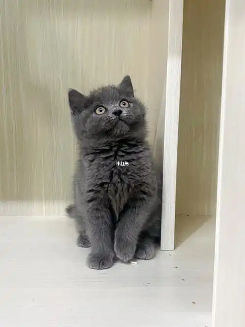 包子脸小蓝猫杭州杭宠天下大型猫舍犬舍