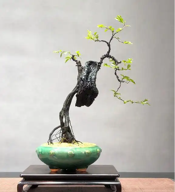 家中养殖小叶紫檀盆景能够旺财但是要掌握养殖的方法才可以