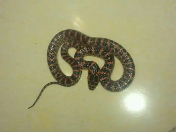 这个黑白相间的蛇叫什么蛇?