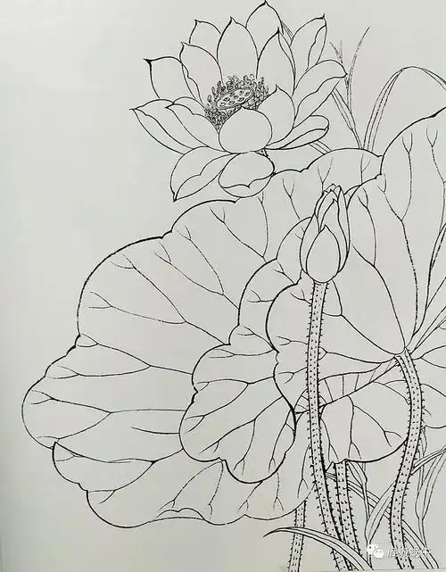 工笔小画花卉线描稿―菊花