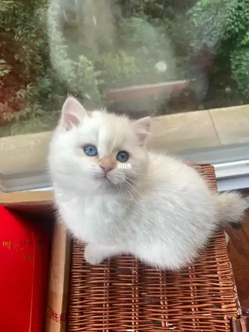 这个品相的金点弟弟5k 找家长包运费可以吗_金渐层_英短_猫咪_金点