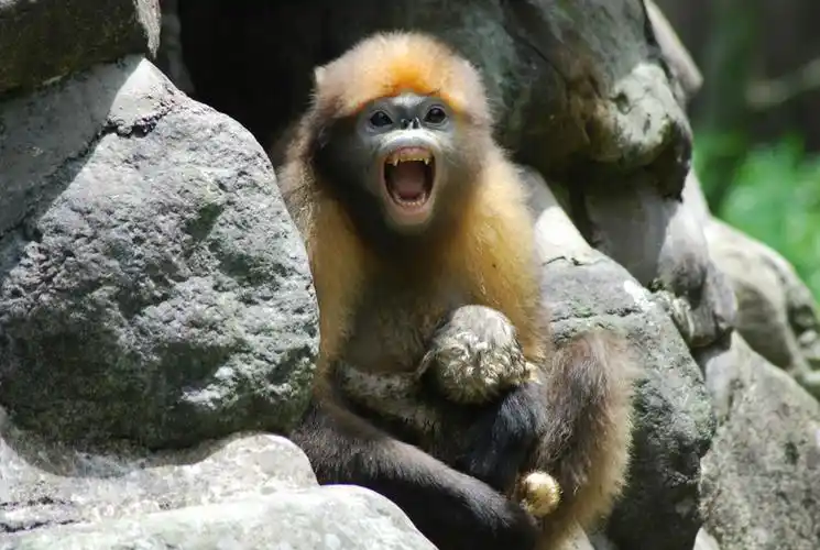 白肩猴,白肩仰鼻猴,牛尾猴,线狨,主要仅分布于贵州梵净山,现数量700只