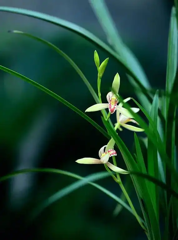 自古以来文人雅士就有许多人喜欢兰花,我虽不才,但也特别喜欢兰花