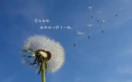 让人心碎伤心的说说图片 相关标签 文字图片伤感图片花朵心碎