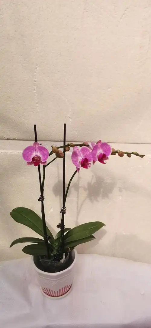 腾达园艺蝴蝶兰