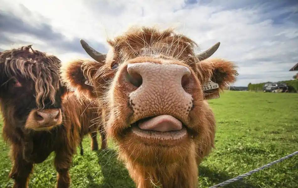 迷之可爱!动物露鼻孔拍照承包一天笑点