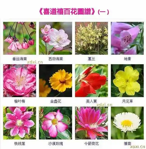 【百花图谱】
