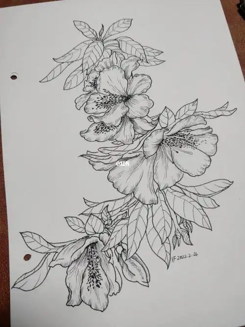 黑白线描花卉第38天杜鹃
