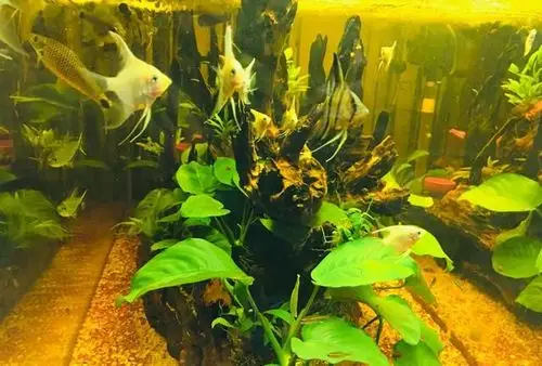 燕鱼|混养|鱼群_新浪新闻