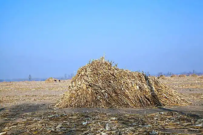 冬季农田里的玉米秆草垛