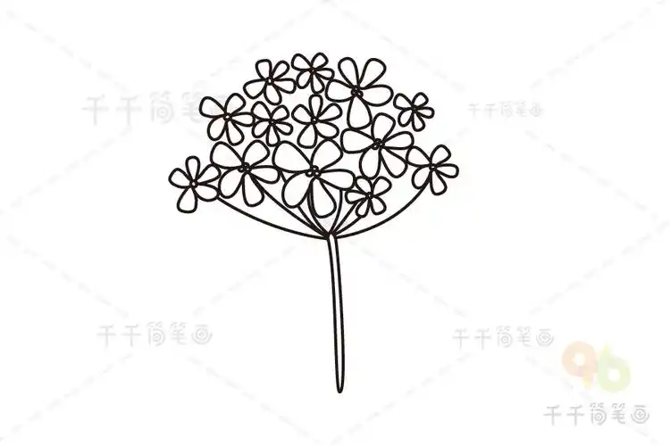 幽香怡人的香雪球简笔画