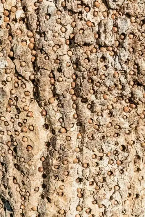 郊外散步时发现书上全是密密麻麻的洞,里头还有奇怪小果子