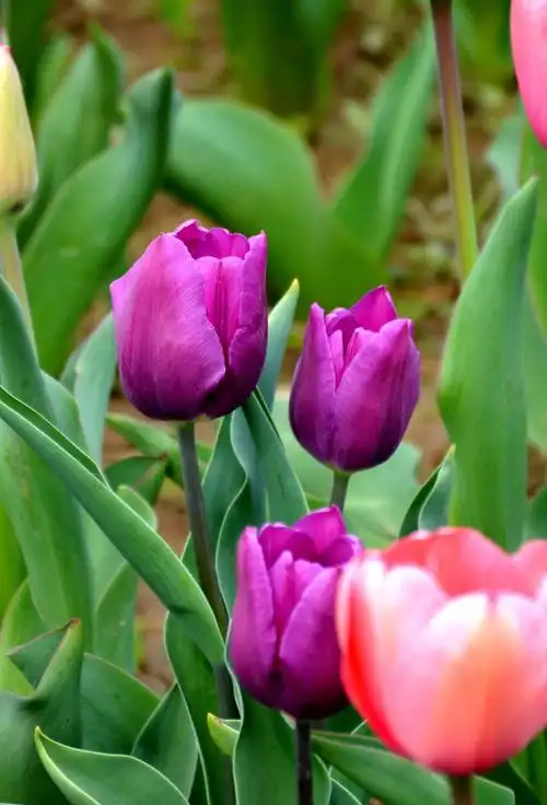 郁金香,高雅脱俗,清新隽永,是一款具有高贵,神秘气质的鲜花.