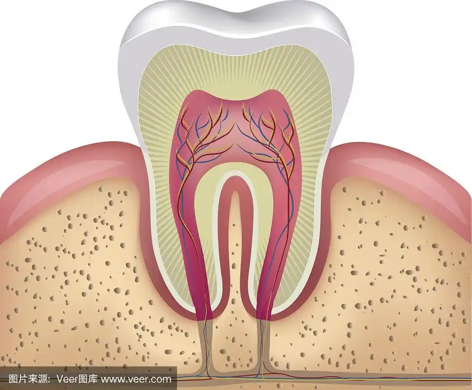 牙齿横截面解剖学