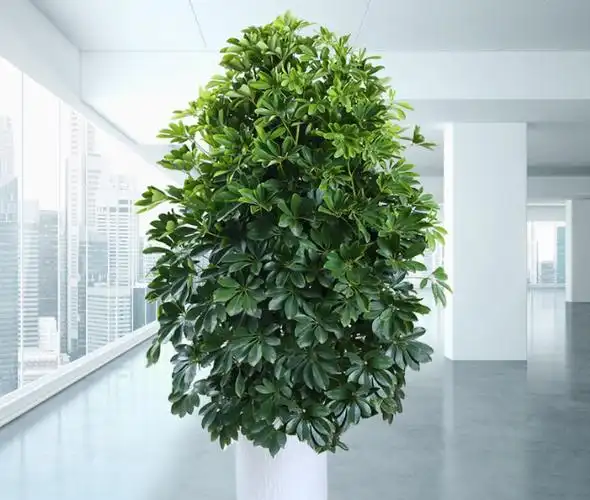 什么是八方来财树?有什么风水作用和禁忌?-风水百科-风水八字同城网