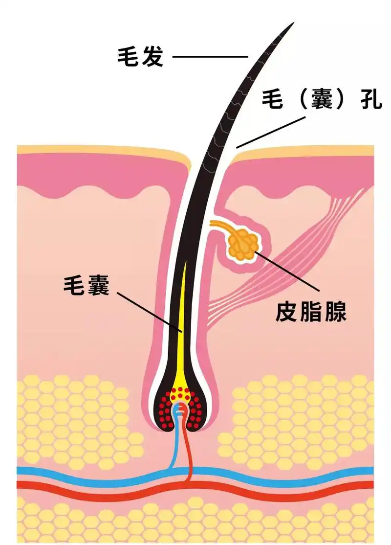 困扰你10年的毛孔粗大,3分钟就告诉你解决方法!_皮肤
