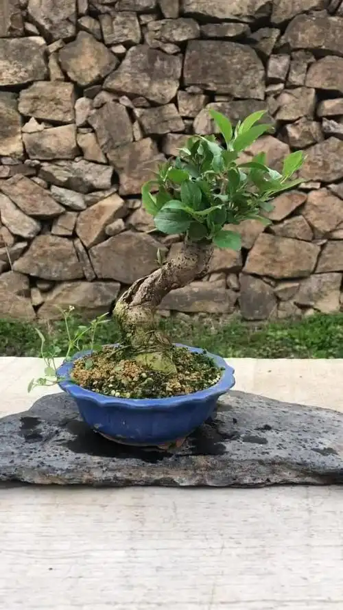 这一株盆景叫做深山海棠,造型特别的独特