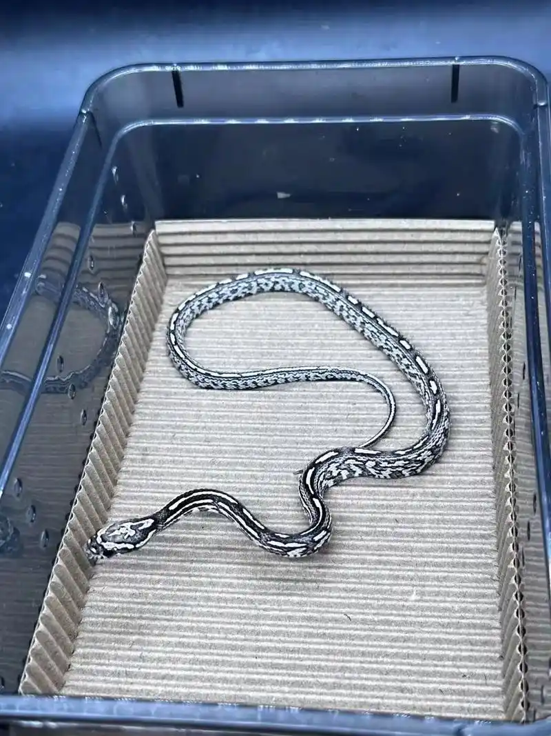 炭黑显直玉米 8.4克 510包邮,8.2