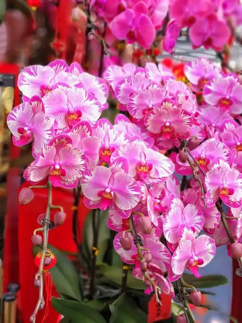 最美的花献给你—675之家