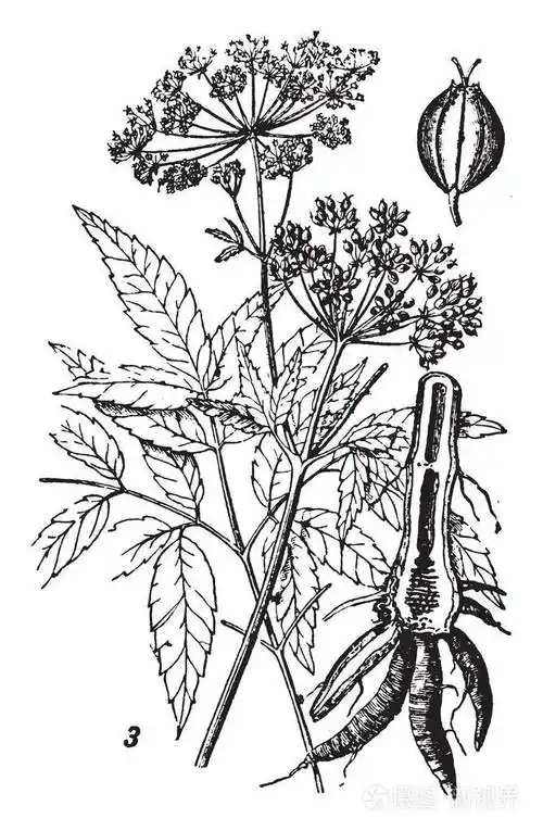 西库塔俗称水杉其高度最高为25米82英尺高老式线条绘制或雕刻插图