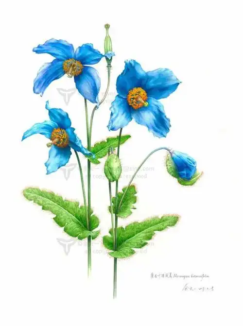 绿绒蒿的美丽绘于纸上,更令人惊叹.绘画:余天一