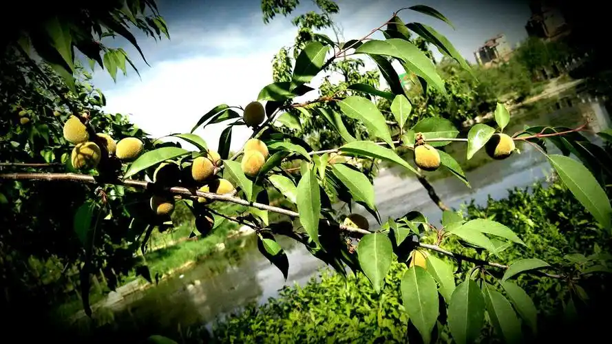 火烧沟湿地景观的山毛桃(青海西宁)