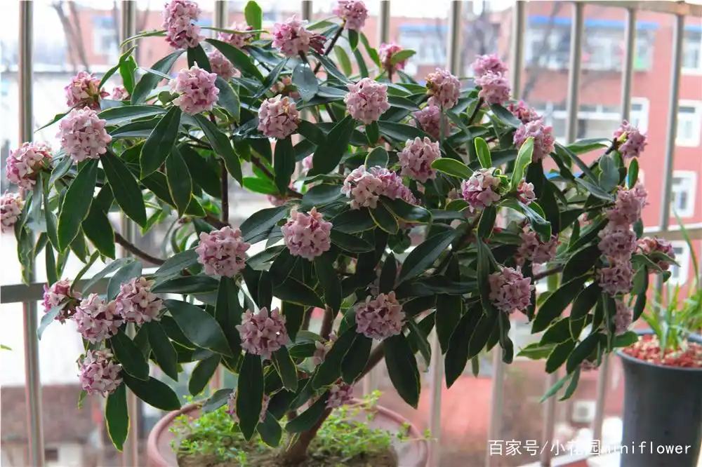 养瑞香,学好4招,瑞香爆花变成大花球,屋里屋外全香透!