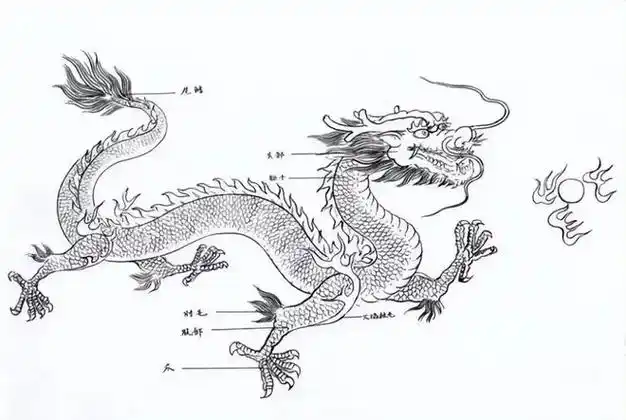 难得一见的龙画法素材