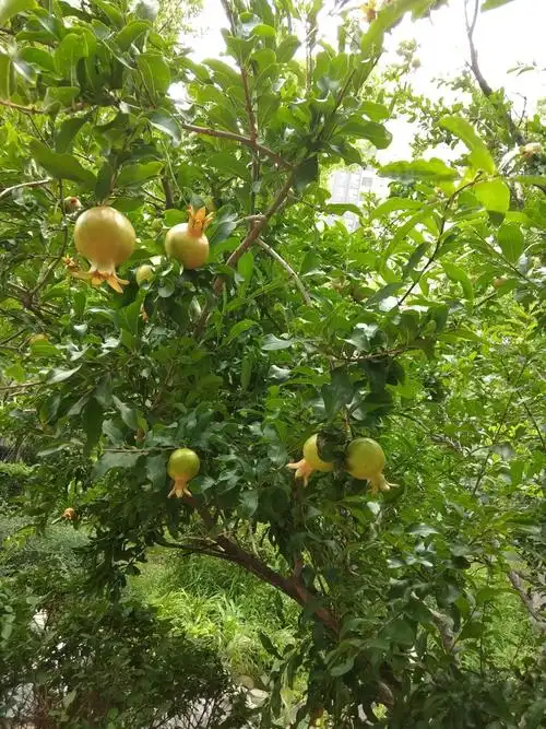 园区的石榴树上,结了好多石榴