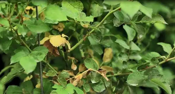 晒伤药伤肥伤引起的灼烧型黄叶