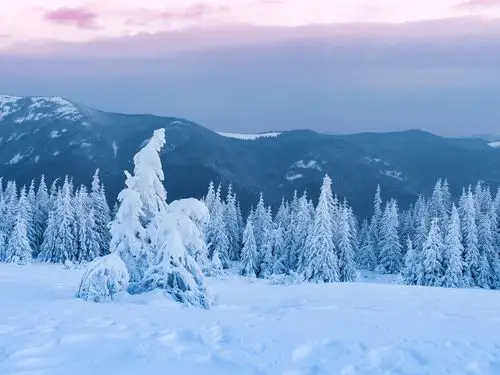 树木,森林,厚厚的雪,黄昏,冬天 壁纸 - 1920x1440