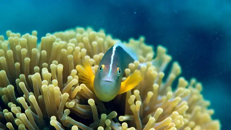 大自然,海底世界,小丑鱼,珊瑚,海底唯美小丑鱼壁纸